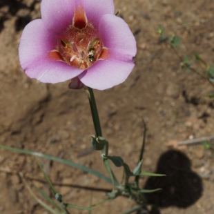 Calochortus venustus (pink form)